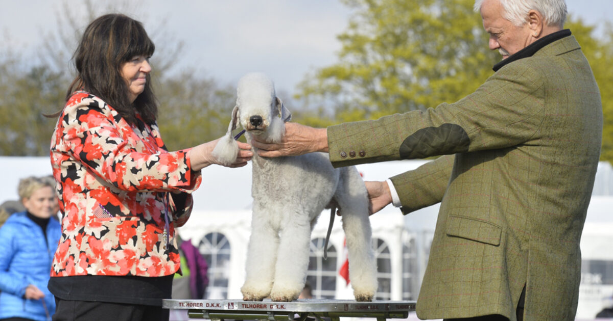 European dog show 2023 Denmark